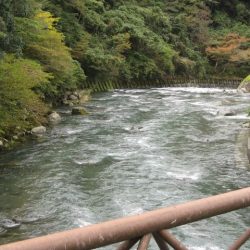狩野川(狩野川漁業協同組合) 釣果