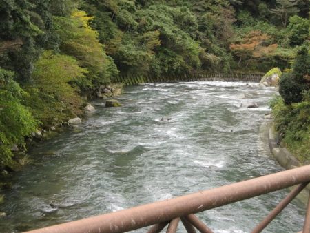 狩野川(狩野川漁業協同組合) 釣果