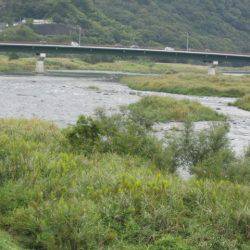 狩野川(狩野川漁業協同組合) 釣果