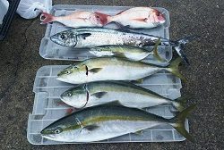 利八丸 釣果