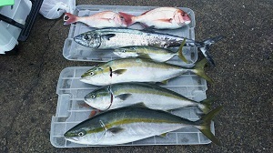 利八丸 釣果