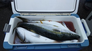 利八丸 釣果