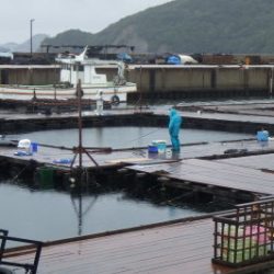 淡路じゃのひれフィッシングパーク 釣果