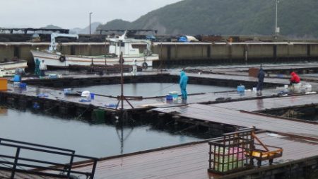 淡路じゃのひれフィッシングパーク 釣果