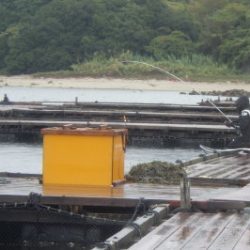 淡路じゃのひれフィッシングパーク 釣果