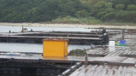 淡路じゃのひれフィッシングパーク 釣果