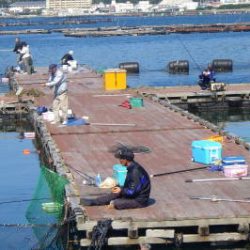 淡路じゃのひれフィッシングパーク 釣果