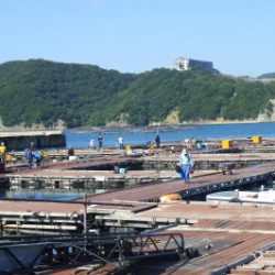 淡路じゃのひれフィッシングパーク 釣果