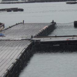 淡路じゃのひれフィッシングパーク 釣果