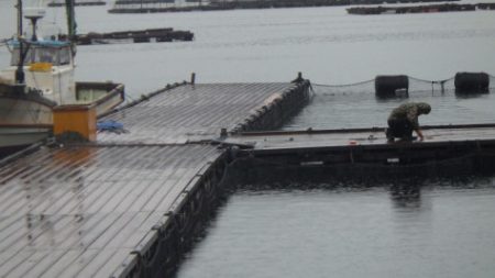 淡路じゃのひれフィッシングパーク 釣果