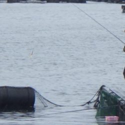 淡路じゃのひれフィッシングパーク 釣果