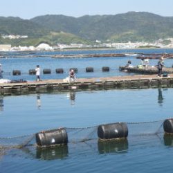 淡路じゃのひれフィッシングパーク 釣果