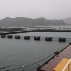 淡路じゃのひれフィッシングパーク 釣果