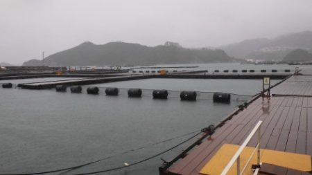 淡路じゃのひれフィッシングパーク 釣果