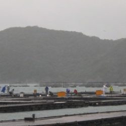 淡路じゃのひれフィッシングパーク 釣果