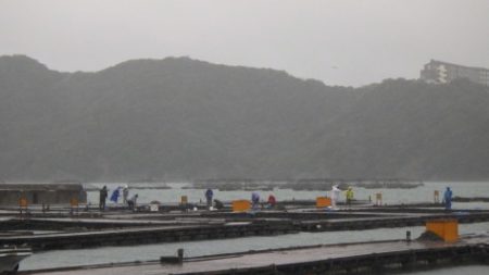 淡路じゃのひれフィッシングパーク 釣果