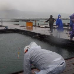 淡路じゃのひれフィッシングパーク 釣果