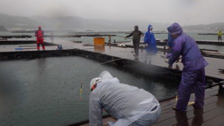 淡路じゃのひれフィッシングパーク 釣果