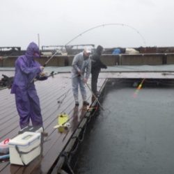 淡路じゃのひれフィッシングパーク 釣果