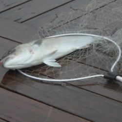 淡路じゃのひれフィッシングパーク 釣果