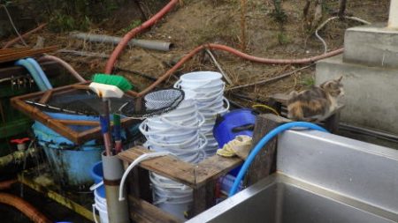 淡路じゃのひれフィッシングパーク 釣果