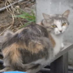 淡路じゃのひれフィッシングパーク 釣果