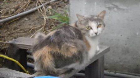 淡路じゃのひれフィッシングパーク 釣果