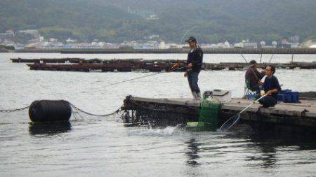 淡路じゃのひれフィッシングパーク 釣果
