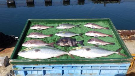 淡路じゃのひれフィッシングパーク 釣果
