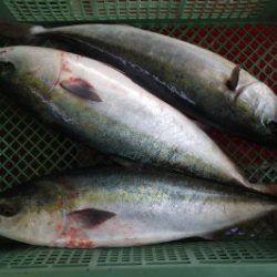 淡路じゃのひれフィッシングパーク 釣果