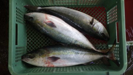 淡路じゃのひれフィッシングパーク 釣果