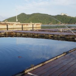 淡路じゃのひれフィッシングパーク 釣果