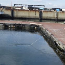 淡路じゃのひれフィッシングパーク 釣果