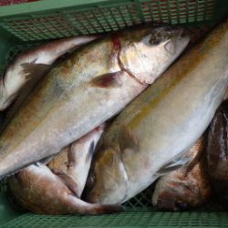 淡路じゃのひれフィッシングパーク 釣果