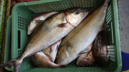 淡路じゃのひれフィッシングパーク 釣果