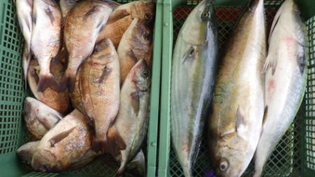 淡路じゃのひれフィッシングパーク 釣果