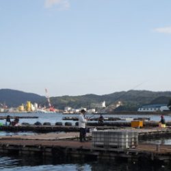 淡路じゃのひれフィッシングパーク 釣果