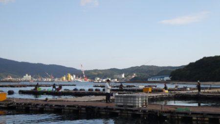 淡路じゃのひれフィッシングパーク 釣果