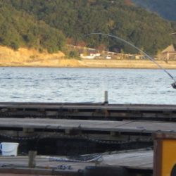 淡路じゃのひれフィッシングパーク 釣果