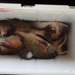 淡路じゃのひれフィッシングパーク 釣果