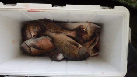 淡路じゃのひれフィッシングパーク 釣果