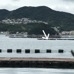 淡路じゃのひれフィッシングパーク 釣果