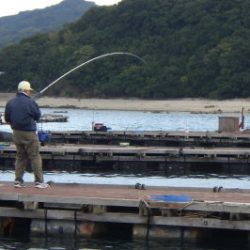 淡路じゃのひれフィッシングパーク 釣果