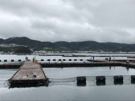 淡路じゃのひれフィッシングパーク 釣果