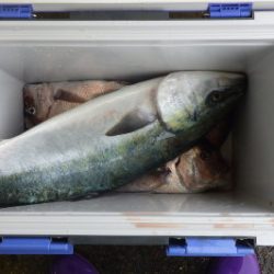 淡路じゃのひれフィッシングパーク 釣果