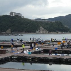 淡路じゃのひれフィッシングパーク 釣果