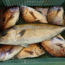 淡路じゃのひれフィッシングパーク 釣果