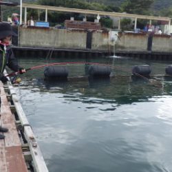 淡路じゃのひれフィッシングパーク 釣果