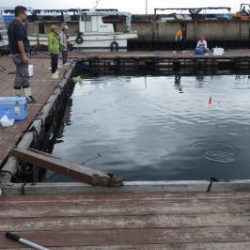 淡路じゃのひれフィッシングパーク 釣果