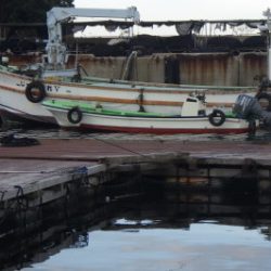 淡路じゃのひれフィッシングパーク 釣果